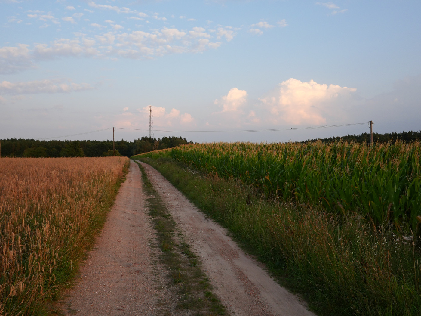Polna droga pod wieczór, po lewej pole
pszenicy, po prawej pole kukurydzy, a na końcu drogi las